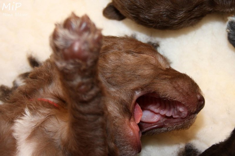 2011-05-15 Puppies Candy & Svet (9).jpg